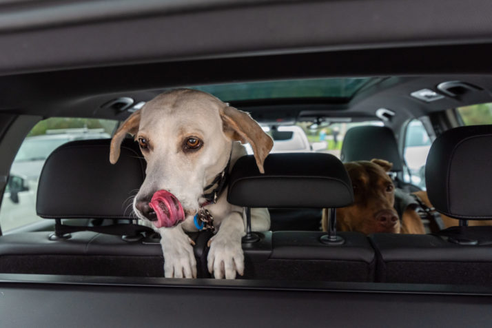 Getting in an Accident with a Pet in the Car